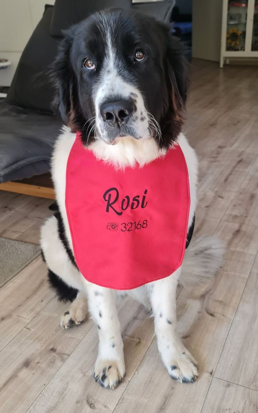 Hund mit rotem Halstuch