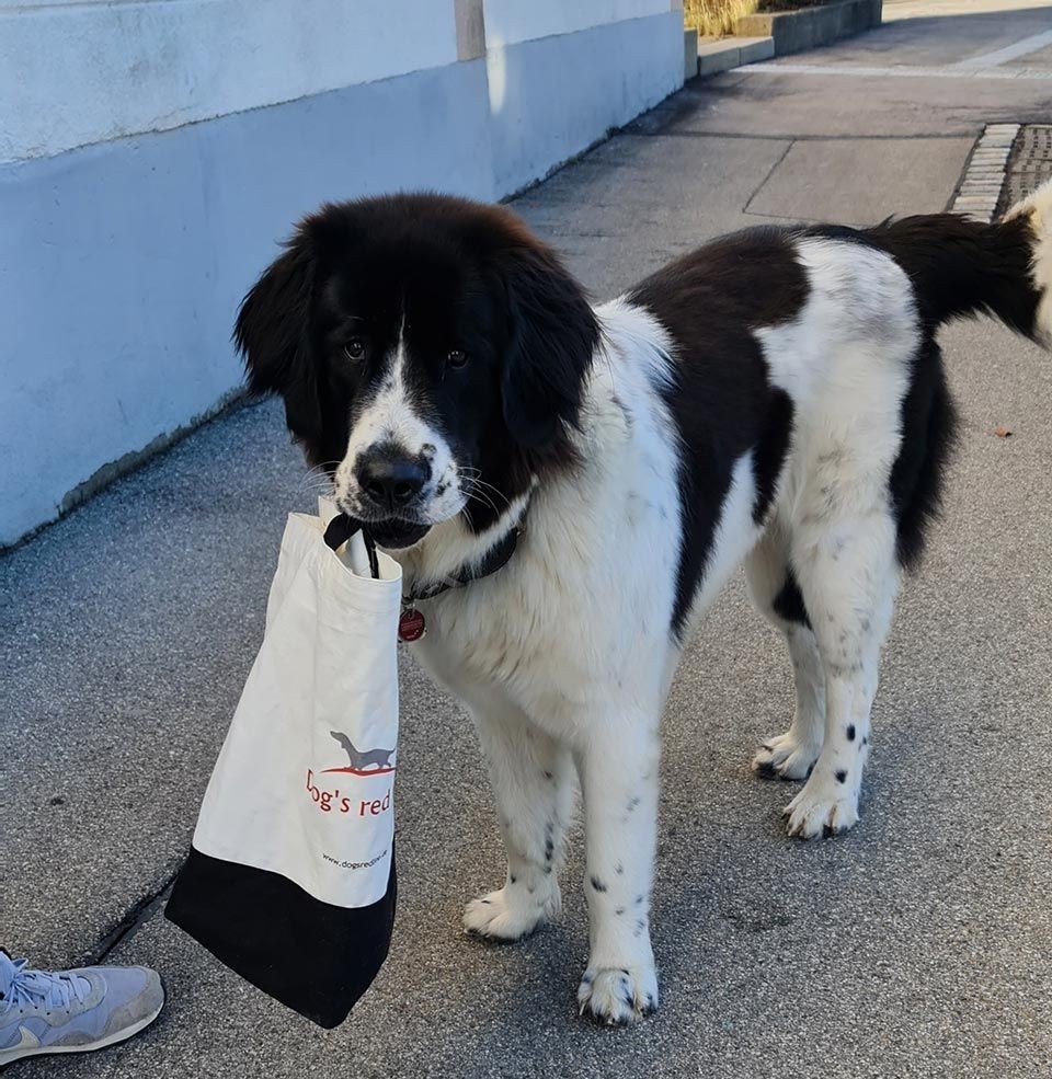 Hund trägt einen Stoffbeutel mit dem Logo von Dog's red line