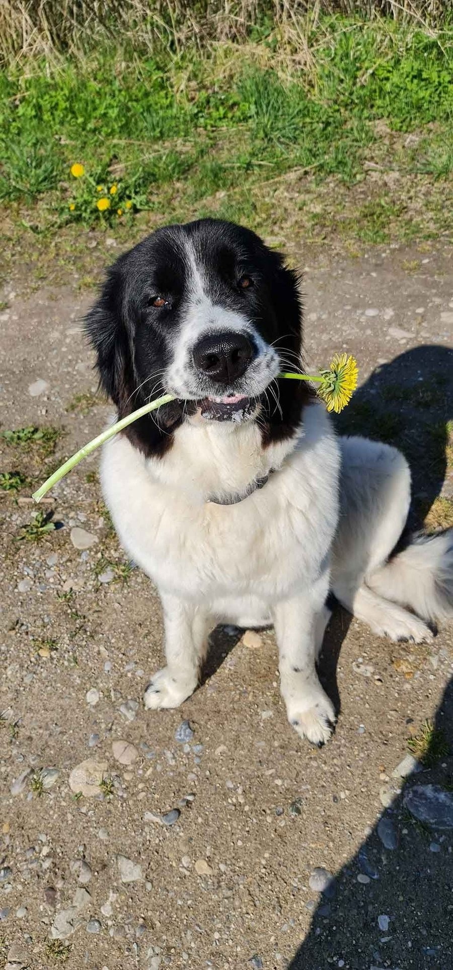 Hund mit einer Löwenzahnblüte auf einem Kiesweg