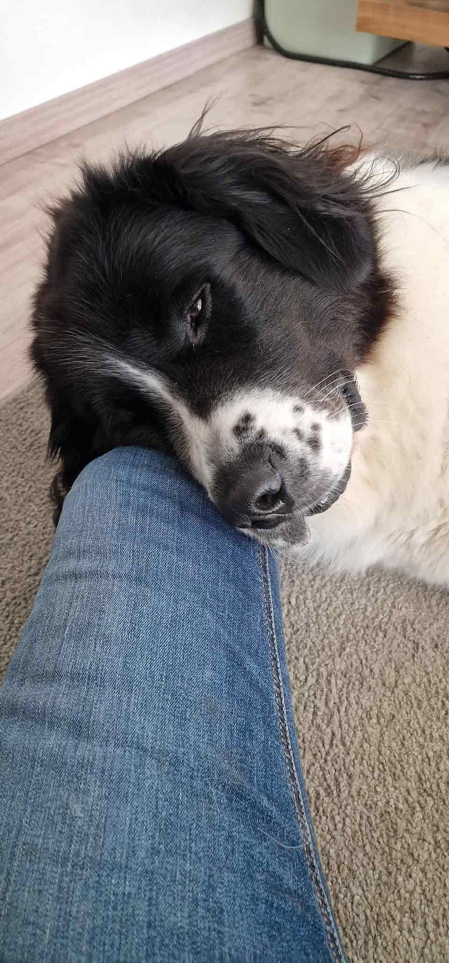 Hund legt vertrauensvoll den Kopf auf ein Knie