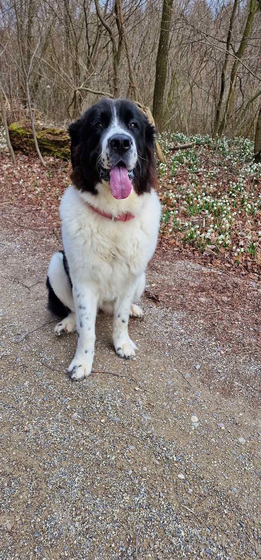 Hund auf einem Waldweg zwischen Frühlingsblumen