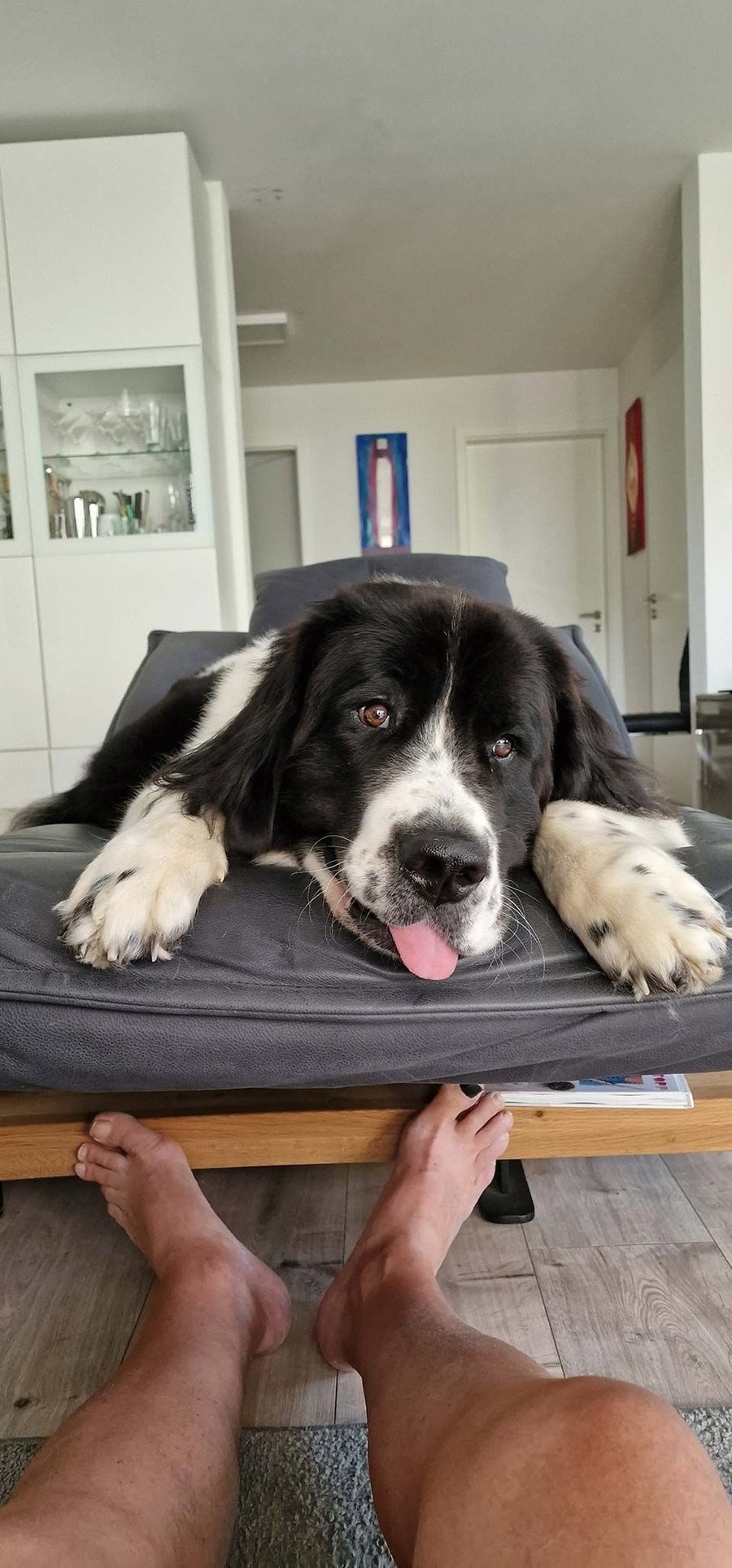Hund liegt entspannt zuhause
